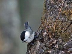 野鳥撮影記録（２０１７年1２月）その２