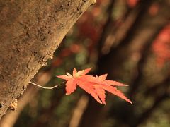 春日井の旅行記