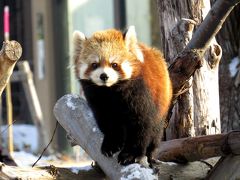 冬のレッサーパンダ紀行【４】 円山動物園　繁殖なしで今年は静かなマルズ・レッサー・・・相変わらずお美しいココちゃんに会えて嬉しいです