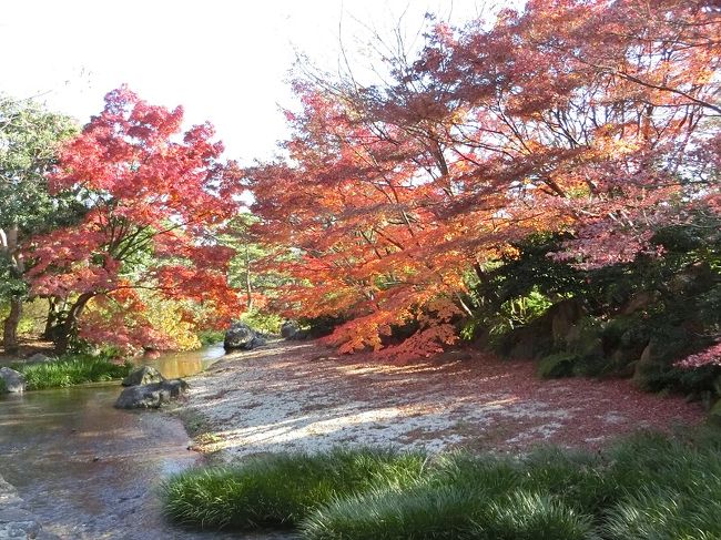 ”万博記念公園の紅葉見物はもう遅いかな？”と思っていましたが、”まだ十分楽しめるよ。”との情報がありました。<br /><br />１１月上旬は「自然文化園」の紅葉見物をしていたので、次は天気の良い日に「日本庭園」の紅葉見物を実行しようと思っていました。<br />大阪万博記念公園の中でも、「自然文化園」より「日本庭園」の紅葉が遅くなる傾向があります。<br /><br />週間天気予報を調べて、１１月２８日を紅葉見物の日と決めていました。<br />当日は天気予報通り、降雨確率は０％、気温は前日より数度上昇し、小春日和の穏やかな一日となりました。<br /><br />昼過ぎに「日本庭園ゲート前」の駐車場に到着すると、平日なのに満車に近い状態でした。<br />「日本庭園ゲート前」から入園すると、養護施設から来られたと思われる団体さん、シニアのグループ、シニアのカップル等で賑わっていました。<br /><br />極々、平凡なの～んびり散歩ですが、よろしければ一見していただければ有難く思います。<br />