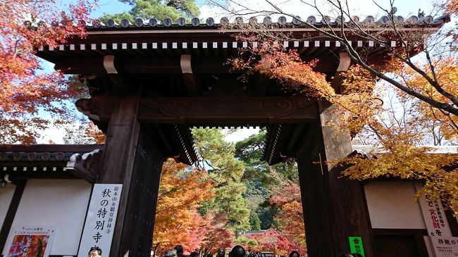 今年の紅葉は、東寺と永観堂・青龍殿へ。<br />　今回は永観堂の紅葉です。駐車場でまず皆さん四苦八苦。私たちは、警備の方に聞いて、たまたま親切に教えて下さったのだと思うのですが、有料駐車場へ。ただお値段はちょっと高価だったかな。（岡崎公園駐車場へと案内されるとかなり歩かねばなりません。）<br />　永観堂は、かなりの混雑でしたが、見事な紅葉♪写真のみのオンパレードですが、永観堂に行かれる方の参考に。（あまりに見事で、逆に進んでいたりして撮影しておりますので写真が前後していいるかもですのでその点はご容赦を）<br />●浄土宗西山禅林寺派　総本山　永観堂 禅林寺<br />　京都市左京区永観堂町48<br />　見所<br />　　・臥龍廊<br />　　　　　屋根付きの渡り廊下<br />　　・ゆらぎのガラス<br />　　・「みかえり阿弥陀」<br /><br />