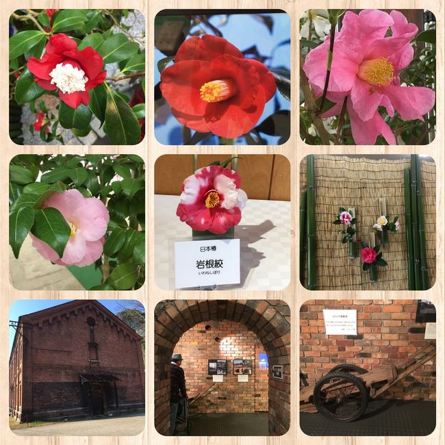 椿の花と赤煉瓦倉庫を見たいので<br />舞鶴へ行きました。<br />結構見応えありました。<br />赤煉瓦倉庫も、雰囲気が良かったです。<br />