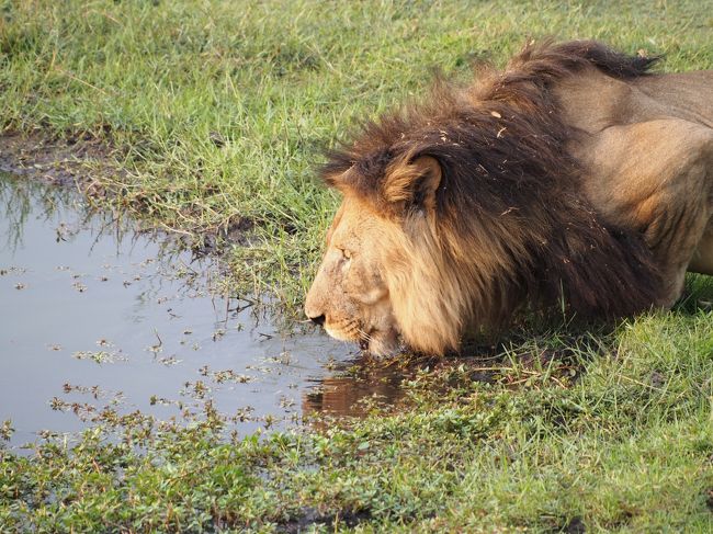 10月にアフリカのチョベ国立に行って野生の像、カバ、ライオンを見て来ました。<br />像やライオンが私達のジープを横切り水のを飲んでいるのをまじかに見て感動しました。