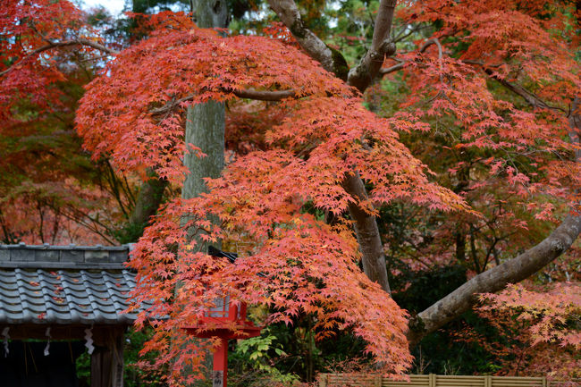 紅葉の季節、見頃を迎えた寺社を巡るドライブ。　<br />最初に訪れたのは、亀岡市の鍬山神社。　<br />境内の１０００本の美しく紅葉したモミジが迎えてくれた。<br />舞鶴市の金剛院でも、夕日に映える三重塔と紅葉が綺麗でした。<br /><br />・鍬山神社<br />　和銅2年（709）に建てられた神社で、鍬山大明神とも矢田神社とも呼ばれている。昔このあたり一帯が泥湖であったのを、祭神の大己貴命が鍬で請田峡を切り開いて水を流し耕作田として民に穫りをあたえた。そのことに感謝した住民が鍬山大明神として祀ったのが起こりと伝えられている。紅葉の名所としても知られている【京都府観光ガイドより】<br /><br />・金剛院<br />　若葉、青葉につつまれた春、木陰をわたる涼風が心地よい夏、そして圧巻は、もえるような紅葉につつまれる秋と純白の雪に飾られた冬の金剛院です。三重の塔、本堂などが鹿原公園の周囲の景観と溶けあい、訪れる人たちの心を引きつけます。金剛院は高岳親王によって平安時代初頭に開かれ、白河天皇が中興したと伝えられており、重要文化財の三重の塔をはじめ多くの文化財を収蔵しています。中でも、深沙大将立像は鎌倉時代の名仏師快慶の代表的な名品です。関西花の寺3番札所。宝物殿の拝観は事前にお申し込みください【まいづる観光ネットより】<br /><br />・鍬山神社（拝観志納金）　３００円　　<br />・金剛院（入山料）　　　　３００円　　　　<br />　　どちらも、参拝者用の無料駐車場あり<br /><br />・鍬山神社のＨＰ<br />　　　http://www.kuwayama-jinjya.jp/　　