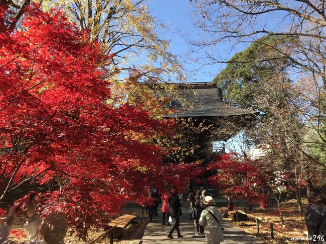 今年の紅葉の見納めは、九品仏浄真寺と豪徳寺へ出掛けました。<br />流石に紅葉の見頃は過ぎていましたが、名残りの紅葉を楽しむことが出来ました。<br /><br />この日は、東急電車が乗り放題のワンデーオープンチケット(660円)を利用しました。<br /><br />(九品仏浄真寺、豪徳寺ともに世田谷区になりますが、エリアは自由が丘としています。)<br />
