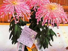 笠間-2　笠間の菊まつりａ　 秀作揃い＊仕立て型/品種も多彩に　☆丹精込めた花、今開く