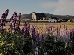 ルピナスの花咲くニュージーランド南島　①テカポ湖