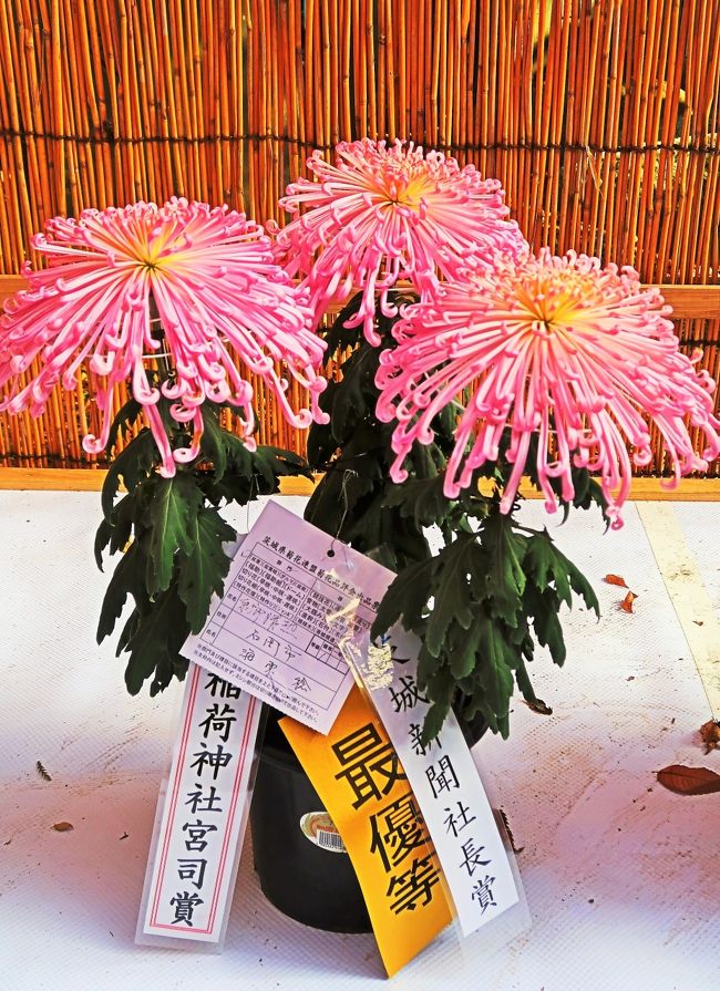 笠間 2 笠間の菊まつりａ 秀作揃い 仕立て型 品種も多彩に 丹精込めた花 今開く 笠間 茨城県 の旅行記 ブログ By マキタン２さん フォートラベル