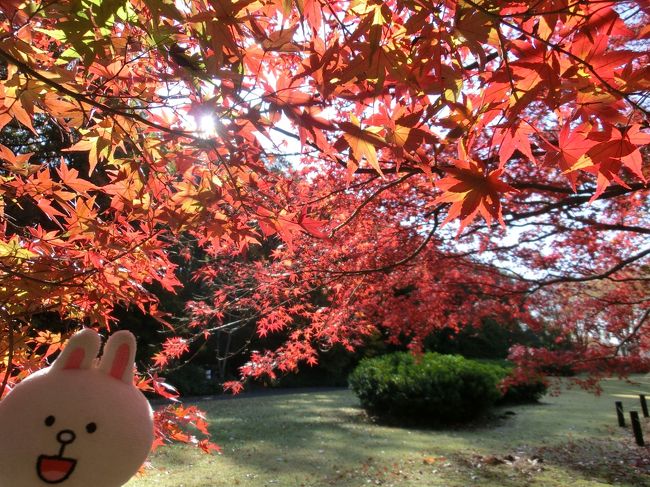 この日は有休を取得！<br />どこかに紅葉を見に行こう・・と迷ったあげく、先日（寝坊して?!）行けなかった「武蔵丘陵森林公園」へ行くことに。<br />ここへは今まで行ったことがなかったので、初めてです。<br />