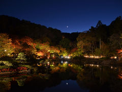 伊豆市へ 3.虹の郷の紅葉(ライトアップ編) 2017.11.21