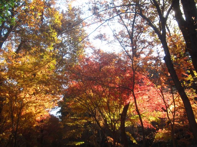 12月も上旬が終わり､紅葉も終わりかけておりますが､<br />平林寺へ今季最後の紅葉を観に行ってきました｡<br />14,414歩のお散歩でした｡<br /><br />【表紙の写真】平林寺 もみじの紅葉