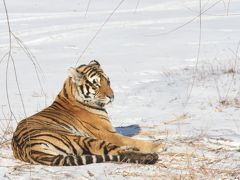 114. 極寒の哈爾賓、シャングリラステイ&東北虎林園でトラを見る。