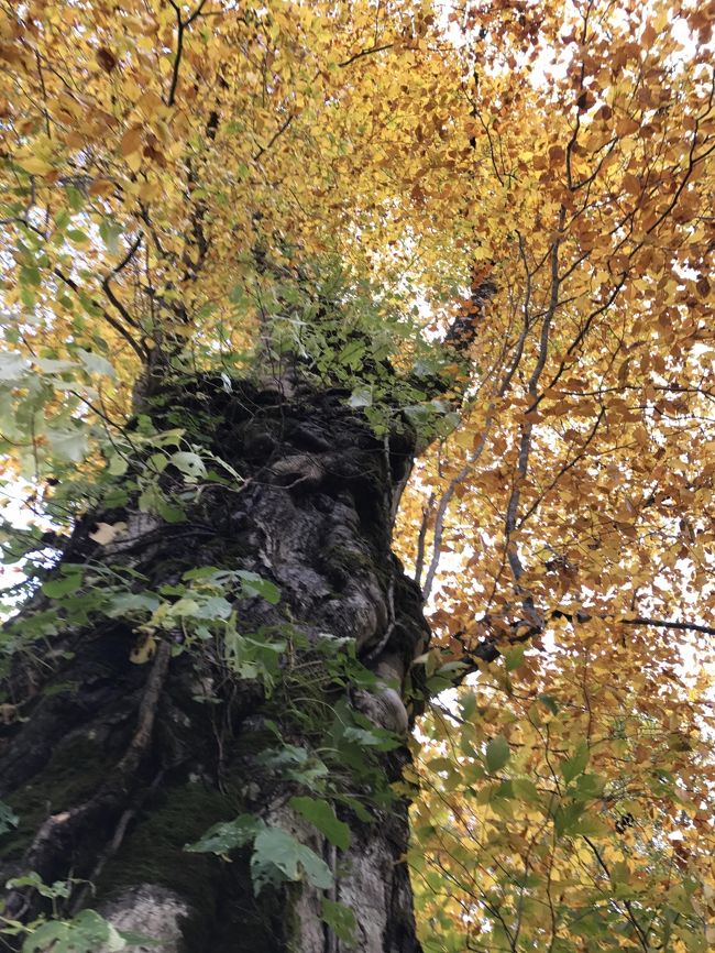 ９月下旬の涸沢カールから始まり、関東最後の紅葉・千葉県市原市の紅葉まで、２０１７年の秋の景色を振り返る。なので、エリアは長野だけでなく、秋田、福島、茨城、千葉と紅葉を追っていろいろ。竹内マリアさんの「人生の扉」の歌のように「満開の桜や、色づく山の紅葉を　この先いったい何度　見ることになるだろ」と思うと、どんな小さな紅葉も見逃してはいけないという気持ちになる。木々の競演を撮りまくった。その中から何枚かの写真を選ぶのは難しいけれど、２０１７年の紅葉をふりかえってみよう。