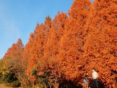 「　初冬の　国営昭和記念公園　メタセコイアの紅葉を追って　さんぽ　」　2017