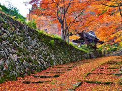 2017紅葉（11）湖東三山の初冬の黄葉落葉の釈迦山百済寺