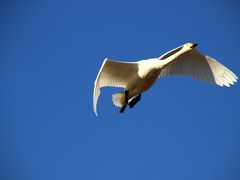 ◆師走の釈迦堂川・白鳥点描 ①