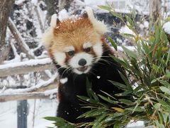 ２度目の北海道レッサーパンダ遠征は３都市４泊４日（９）【円山動物園・前編】雪の中のレッサーパンダ特集～ポーズをとってくれたココちゃんとホクトくん＆屋外レッサー・リンゴタイム＆すこやかに成長したママより大きな円実ちゃん