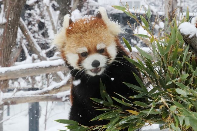 今回の北海道レッサーパンダ遠征を英断（？）したのは、旭山動物園と釧路市動物園で今年2017年に生まれた赤ちゃんたちに会いたかったからです。<br />でも、せっかく北海道まで行くのだから、札幌の円山動物園のレッサーパンダたちに会わないともったいない……そんな気分で円山動物園も旅程に組み入されました。<br /><br />それが、結果として１番レッサーパンダに張り付いて、夢中になってしまったのは、円山動物園でした！<br /><br />なにしろ、あこがれの雪深いの中のレッサーパンダたちがたっぷり見られました。<br />でも、それだけでなく、その様子を屋内の見やすいガラス越しに見られたことも、長く居られた理由です。<br />しっかり防寒してきたとはいえ、本日は１日中雪が降っていたし、最高気温でも氷点下でしたから、雨よりはずっとましだったとはいえ、屋内で雪をしのげたのは非常に助かりました。<br /><br />それから、最近は不定期となっていたらしいリンゴタイムもあったし、屋内展示場と屋外展示場でメンバーの交代もあって、変化がありました。<br />スライスしたリンゴを展示場のガラスに張り付けて食べさせるというのはなくなってしまったのは残念でしたが、屋内展示場にいたホクトくんと、午前中だけ屋外に出ていたココちゃんは、呼びかけるとかなりの頻度で振り向いてくれて、絶品のフォトジェニックぶりでした！<br />また、寒さに強く暑さには弱いレッサーパンダのために、屋内展示場の室温はそれほど高く設定されていなくて、氷点下の外から中に入ってカメラが結露することはなかったため、中と外を何度も往復できたことも、大きいです。<br /><br />ギンちゃんと円実ちゃん母子は、屋内にいた午前中はほとんど寝ていましたが、途中から目を覚ましたし、屋外では元気に過ごしてしまいました。<br />午後、もう少し張り付いていれば、もしかしたら円実ちゃんがハイテンションになって、キンちゃんママにバトルをしかけたり、楽しく１人遊びしているところが見られたかもしれません。<br />でも、昼過ぎまでほとんどレッサーパンダに張り付いていたので、トビのクラッチくんのフリーフライトのイベントを見に行った後は、もう一度レッサーパンダ展示場に戻って来る時間はとれませんでした。<br /><br />というわけで、朝早く起きれずに、開園時間と同時に入園できず、30分遅くなってしまった上、冬は閉園時間が30分早まるので、ランチ休憩は取らずにずっと園内を回っていたのですが、それでも時間が足らないと思ったくらいでした。<br />ただ、ランチ休憩を取らずにすんだのは、レッサーパンダの屋内展示場で、レッサーパンダを見ながら座って休めたおかげでした。<br /><br />＜いろいろぎりぎりセーフだった２度目の北海道レッサーパンダ遠征の旅行記のシリーズ構成＞<br />□（１）【旭川編】再びドーミーインの温泉ホテルライフと北海道グルメの朝食バイキング＆前週末の寒波の大雪が残っていた旭山動物園＆贅沢海鮮食い倒れ（？）の夕食<br />□（２）【旭山動物園（１）】Hello！物怖じしないレッサーパンダの赤ちゃんと展示と狩りの練習中のアムールヒョウの双子の赤ちゃん～にぎやかなレッサーパンダ・ファミリー総勢９頭<br />□（３）【旭山動物園（２）】雪上がりの平日の方がもぐもぐタイムが多かった１日目～きりん舎・かば館からほっきょくぐま館まで<br />□（４）【旭山動物園（３）】小雨降りの２日目～もうじゅう館・オオカミの森・エゾシカの森から今回初めての北海道産動物舎・ちんぱんじー館＆かば館のアフリカのゲテモノたち<br />□（５）【釧路編】雪景色が美しかったバスでの移動＆コンフォートホテルの温泉なしホテルライフ＆初の釧路市動物園にて～レッサーパンダのキンちゃんの忘れ形見の赤ちゃんには会えなかったけど＆釧路空港でホエイ豚のトンカツ定食グルメ<br />□（６）【釧路市動物園・前編】食後のはみがきが可愛かったカナダカワウソ＆不自由な後足で一生懸命歩いていたアムールトラのココアちゃん＆レッサーパンダのシンゲンくんとコーアイちゃん<br />□（７）【釧路市動物園・後編】本日唯一だったぱくぱくタイムのホッキョクグマのキロルくんと檻の展示場に入ってからが楽しかったミルクちゃん＆エゾヒグマのヤマトくんはお休みでエサやりできなかったけどキュートでシャイなエゾクロテンのてんてんに癒される<br />□（８）【札幌編】再びホテルマイステイズプレミア札幌パークの温泉ホテルライフと海鮮朝食バイキング＆氷点下の美しき雪景色の円山動物園＆一番の北海道みやげは慌てて買った冬靴！？<br />■（９）【円山動物園・前編】雪の中のレッサーパンダ特集～ポーズをとってくれたココちゃんとホクトくん＆屋外レッサー・リンゴタイム＆すこやかに成長したママより大きな円実ちゃん<br />□（10）【円山動物園・後編】トビのクラッチくんのフリーフライトや降雪の中のホッキョクグマから雪の中のシンリンオオカミや元気いっぱいミーアキャットの赤ちゃんたち<br /><br />※順不同に作成しています。<br /><br />円山動物園の公式サイト<br />http://www.city.sapporo.jp/zoo/<br /><br />＜タイムメモ【全行程＆円山動物園・詳細版】＞<br />【2017/11/21火・旭川前泊】<br />17:00　職場を出る<br />17:45　東京モノレールの羽田空港第一ビルに到着<br />18:30　羽田空港発JAL527便に搭乗<br />20:00　新千歳空港到着<br />20:30発の快速エアポートに乗車<br />22:00発の特急カムイに乗車<br />23:25頃　旭川駅に到着<br />23:40頃　ドーミーイン旭川ホテルにチェックイン<br />（駅前からタクシー／540円）<br /><br />【2017/11/22水】<br />（旭山動物園での天候の天候：曇り時々晴れ）<br />（旭川の最高気温６度／最低気温マイナス５度）<br />07:45　起床<br />08:10-08:45　ホテルの朝食バイキング<br />09:20　タクシーで旭川駅前へ（540円）<br />09:40　旭川駅前発のバスに乗車（440円）<br />10:30頃　旭山動物園前のバス停に到着<br />（定刻より約10分遅れ）<br />10:35　西門より旭山動物園に入園<br />（冬は10時30分開園）<br />（年パス1,020円購入／入園料大人820円）<br />10:40-15:25　旭山動物園１日目<br />（冬は15時30分閉園）<br />15:30発の旭川駅行きのバスに乗車<br />16:10頃　旭川駅に到着（ほぼ定刻）<br />17:00-19:00　濱焼北海道魚萬 旭川２条通店で夕食<br /><br />【2017/11/23木・勤労感謝の日の祝日】<br />（旭山動物園での天候：小雨時々みぞれ）<br />（旭川の最高気温５度／最低気温１度）<br />07:45　起床<br />08:10-08:30　ホテルの朝食バイキング<br />09:15　ホテルをチェックアウト<br />09:20　タクシーで旭川駅前へ（540円）<br />09:40　旭川駅前発のバスに乗車（440円）<br />10:22　旭山動物園前のバス停に到着（定刻）<br />10:30　西門から旭山動物園に入園<br />10:30-13:55　旭山動物園２日目<br />14:00発の旭川駅行きのバスに乗車<br />14:40頃　旭川駅に到着（ほぼ定刻）<br />14:50　駅で少し休んだ後、道北バス営業所へ<br />15:35発の釧路行き都市間バス・サンライズ号に乗車<br />22:10頃　釧路駅前に到着（ほぼ定刻）<br />22:20頃　コンフォートホテル釧路にチェックイン<br />（駅前のバスターミナルを下見後／夕食抜き）<br /><br />【2017/11/24金】<br />（釧路市動物園での天候：晴天）<br />（釧路の最高気温５度／最低気温１度）<br />07:30　起床<br />08:15-08:40　ホテルの無料朝食<br />09:05　ホテルをチェックアウト<br />09:15　釧路駅前発の阿寒バス山花温泉リフレ線に乗車<br />10:23　動物園前に定刻に到着（870円）<br />10:25　釧路市動物園入園（570円）<br />（冬の開園時間は10時）<br />10:30-15:30　釧路市動物園<br />（冬の閉園時間は15時30分）<br />15:40　タクシーで釧路空港に到着（2,230円）<br />16:05-16:30　空港でホエイ豚カツ定食のランチ兼夕食<br />17:20　釧路発ANA4876便に搭乗<br />18:10頃　新千歳空港に到着（定刻より約５分遅れ）<br />（19:50頃～21:20頃　北海道空域航空管制システム不具合発生）<br />18:30　新千歳空港発のエアポート快速に乗車<br />19:07　定刻に札幌駅に到着<br />19:20頃-19:45頃　隣接デパート・エスタのABC-MARTで冬靴購入<br />20:30頃　ホテルマイステイズプレミア札幌パークにチェックイン<br />（地下鉄南北線の中島公園駅より徒歩５分ほど）<br /><br />【2017/11/25土】<br />（円山動物園での天候：軽い雪）<br />（札幌の最高気温マイナス２度／最低気温マイナス３度）<br />07:15　起床<br />08:05-08:45　ホテルの朝食バイキング<br />09:15　チェックアウト<br />09:40　円山公園駅に到着<br />09:43　円山公園駅発のバスに乗車<br />（ほんとは09:22発のバスをめざしていた）<br />09:55　動物園西門前の停留所に到着（210円）<br />10:00　円山動物園に入園（600円）<br />（冬の開園時間は09時30分）<br />10:00-10:10　アジアゾーン寒帯館<br />（アムールトラ・ユキヒョウ）<br />10:10-10:30　レッサーパンダ（屋外セイタ・ココ）<br />10:30-10:40　ヒマラヤグマ<br />10:40-12:30　レッサーパンダ（屋内・屋外）<br />12:45-13:00　アジアゾーン熱帯雨林館<br />（マレーバク・テナガザル・コツメカワウソ）<br />13:05-13:15　雪のニホンザル<br />13:20-14:00　レッサーパンダ（屋内・屋外）<br />（リンゴタイムと展示交代あり）<br />14:00-14:25　トビのクラッチのフリーフライト<br />14:35-14:55　ホッキョクグマ<br />（屋外デナリ／檻の展示場ララとリラ）<br />15:00-15:05　エゾヒグマ<br />15:10-15:15　雪のシンリンオオカミ<br />15:30-15:45　ミーアキャットの四つ子の赤ちゃん<br />15:50-16:00　正門前のオリジナルショップで買い物<br />16:00　閉園時間と同時に動物園を出る<br />16:26発のバスに乗車（少し遅れて実際は16:30発）<br />16:40　円山公園駅に到着<br />17:30　札幌駅に到着<br />（中島公園駅のロッカーに荷物を取りに行った後）<br />17:50　札幌駅発の快速エアポートに乗車<br />18:27　新千歳駅に定刻で到着<br />18:40-18:45頃　搭乗ゲートでおみやげ物色<br />（保安検査前に買い物をする余裕なし）<br />19:00　新千歳空港発JAL524便に搭乗<br />20:40　羽田空港到着（実際は21:00近く）<br />21:35　リムジンバスに乗車<br />23:30頃　帰宅<br /><br />※これまでの動物旅行記の目次を作成済。随時更新中。<br />「動物／動物園と水族館の旅行記～レッサーパンダ大好き～　目次」<br />http://4travel.jp/travelogue/10744070<br /><br />そのうち、これまでの過去２回の円山動物園の旅行記のURL集は、この旅行記の末尾に載せました。<br />