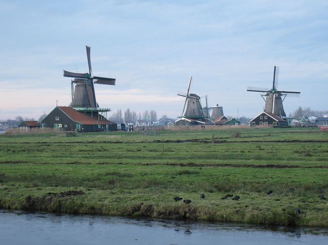 アムステルダム郊外にある風車です。オランダに5年間住んでいましたが、その間にオランダへ来られた出張者を良く連れて行ったのがザーンセ・スカンスです。日本では風車というと世界遺産のキンデルダイクが有名ですが、私はザーンセ・スカンスの方が好きです。<br /><br />キンデルダイクは風車の数は19基と遙かに多いですが、アムステルダムから遠いのに加えて、あまり動いていません。ザーンセ・スカンスは風車の数こそ少ない（それでも年々増えている）が、何時も動いています（冬の平日は動いているか不確かです）。動いている風車は面白いし、しかも近くによると凄く迫力があります。数ユーロを支払うと、風車の見学をさせてくれ、風車の上まで上がれます。風が強い時は、風車の羽が廻ると、バサッ、ﾊﾞｻｯと、丸で刃物を振り回している様な迫力を感じます。<br /><br />風向きによって、風車の向きが変わります。<br /><br />表紙の写真を見ると、最左端の1基は動作中で、障子の桟（さん）の様な構造にヨットの切れ地みたいな布を広げています。風力が非常に強くなると、布を少し畳みます。他の一基は布を畳んでおり動いていません。加えて、風向きが変わると、翼面を風上に向けるのですが、風向きが変わった後で向きがバラバラです。（左側の建物の屋根の上に舞台が見えます。そこまで上がって見学出来ます。その舞台から上の構造は、風向きによって向きを自由に360度変えられます。）（奥に見える一基は工事中（2008年12月時点）なので、上の構造物がまだ着いていません。）<br /><br />観光客が多い為、お土産屋も沢山あり、チーズのお店もあり、またオランダ風のパンケーキを出すレストランもあります。