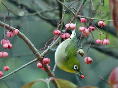 野鳥撮影記録（２０１７年1２月）その4・マユミ食堂