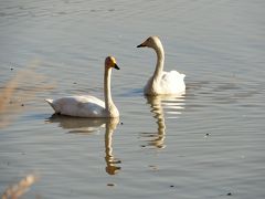 加西市水正池に飛来した白鳥