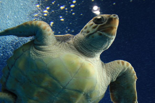 紅葉とクラゲに会いに秋の東北へ （6）癒しの空間　加茂水族館