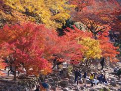 東海の紅葉の名所・香嵐渓。お昼過ぎは光が万遍なく差し込んで輝いています。