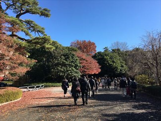 一般開放されていた皇居乾通りの紅葉？を見に行ってきました。