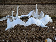 ◆師走の釈迦堂川・白鳥点描 ②