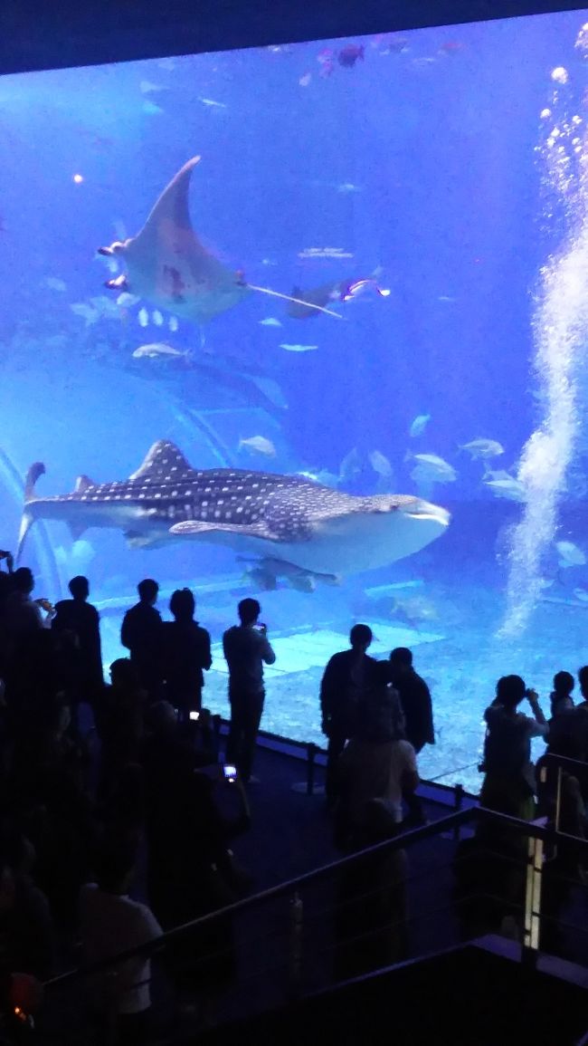 1日目:沖縄到着<br />2日目:レンタカーにて美ら海水族館、万座毛<br />3日目:首里城<br />
