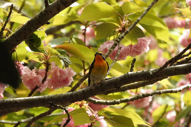 　銚子市の君ヶ浜にバードウォッチングに行ってきました。<br />４月下旬は渡り鳥が南国からやってきて、関東地方を通過する時期なので、普段見られない野鳥に巡り合う事もあります。<br /><br />表紙写真は、桜の梢で旅の疲れを癒す夏鳥のキビタキ♂です。