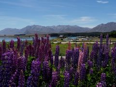 ルピナスの花咲くニュージーランド南島　⑥クライストチャーチへ