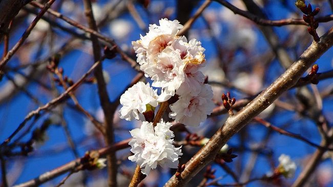 中巻からの続きです。<br /><br />写真は、スポーツセンターに咲く子福桜。