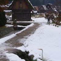 晩秋の白川郷。雪と紅葉と柿の実が賑やかに彩る今年最後の豊かな情景です。