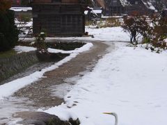 晩秋の白川郷。雪と紅葉と柿の実が賑やかに彩る今年最後の豊かな情景です。