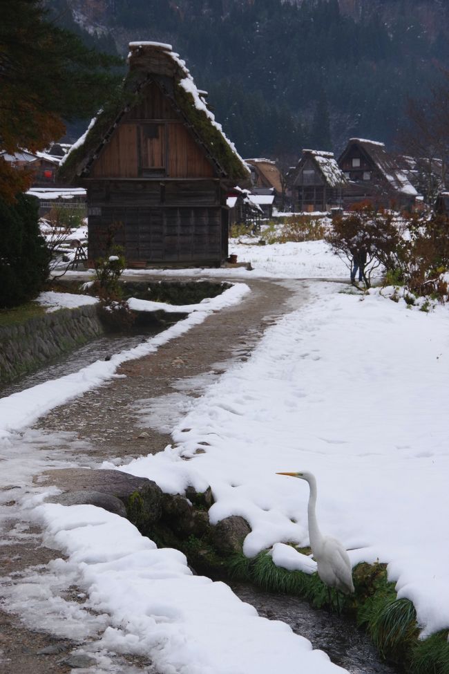 東海北陸自動車道で、岐阜県の白川郷へ行きました。１１月末、そろそろ積雪が見られる頃です。<br />「雪の白川郷」は、ロマンチックな雰囲気ですが、まだ全体が真っ白になる前の方が、いろいろ見る楽しみがあります。<br />色とりどりの紅葉や、茅葺屋根にとても合う柿の赤い実、カッチカチに凍った池に透けて見える蓮の葉。<br />もう少し経つと何もかもが雪の下になってしまう、その直前の「今年最後の秋の贈り物」を見てください。<br />