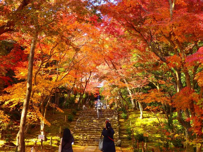 阪急電車嵐山線上桂駅を下車して山の手に１５分ほど歩くと住宅街の中にひっそりとある浄住寺。<br />そんなお寺で紅葉見物をしてきました。