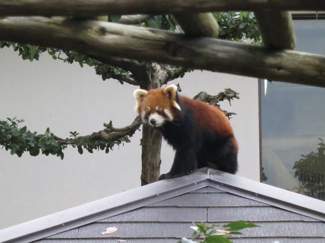 2017年11月26日（日）西山動物園の人気者であるレッサーパンダを観に行ったのですが、思っていた以上にたくさんいました。意外と動きがすばやく、フォトを撮るのが少し大変でした。屋内にもレッサーパンダが居ました。※一般の人らしき方がスタッフと一緒に餌を与えていました。予約したり？時間帯によって餌をあげられたりするのかな？<br />※一世風靡したふーたくんのように立って欲しかったなぁ～♪