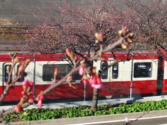 三浦海岸の桜が正月前に咲いた