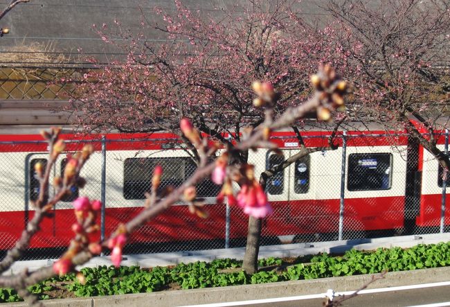 三浦海岸の桜が正月前に咲いた