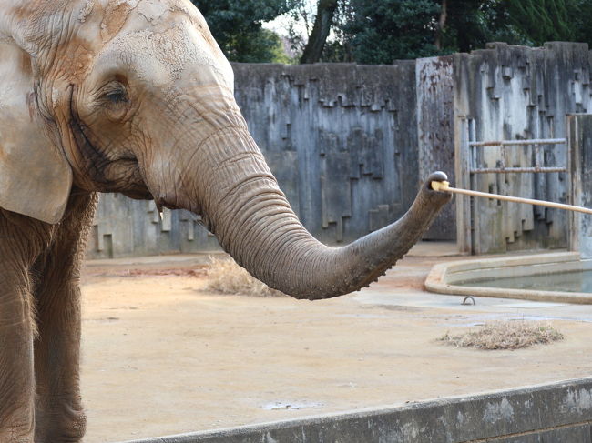 ミラーレス一眼レフの望遠レンズを購入したので、東山動物園へ行き癒されつつ、写真を撮ってきました。<br />ちなみに、結構寒い日で動物たちも屋内あたりにいる子もいました(・・;)<br /><br />200枚位撮りましたが、いい写真とは難しいです。