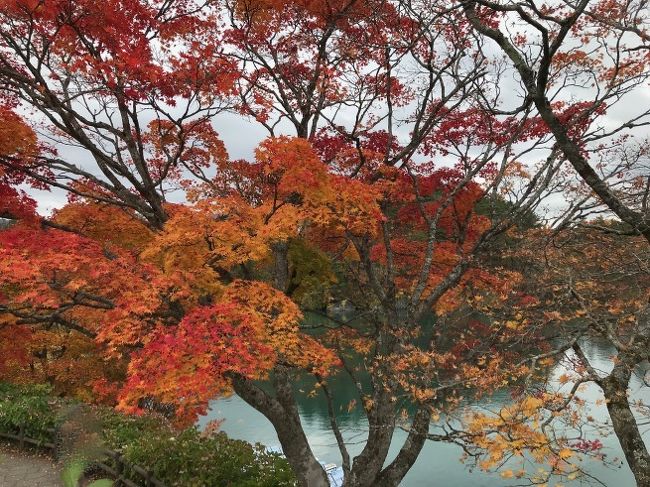 東北紅葉狩りツアーの二日目はドンヨリと曇っているので、雨が降り出す前に「五色沼自然探勝路」へ。<br />正式に五色沼湖沼群とよばれる「五色沼」は、毘沙門沼、赤沼、みどろ沼、弁天沼、瑠璃沼、青沼などのいくつかの沼で構成され、「自然探勝路」は全長約3.6km、所要約70分で散策することができる初心者向けハイキングコースとして知られている。<br /><br />午後は、周辺ドライブへ。。。<br />裏磐梯には雄大な山々の間に浮かぶ湖を眺めながら絶景を満喫できるドライブルートが3つもある。<br />会津地方と磐梯高原を結ぶ「磐梯山ゴールドライン」、桧原湖、小野川湖、秋元湖の3つの湖が一望できる「磐梯吾妻レークライン」、吾妻小富士の裾野に広がる高所を走る「磐梯吾妻スカイライン」だ。<br />いずれも開通しているのは4月中旬から11月上旬。。。冬には閉鎖される王道ドライブコースだ。<br /><br />この日の「磐梯吾妻スカイライン」は霧に包まれて2メートル先も見えないぐらい。。。本来であれば素晴らしい眺望が楽しめるドライブルートであるらしいのだけれど。。。まったくもってついていない午後となってしまった（涙）