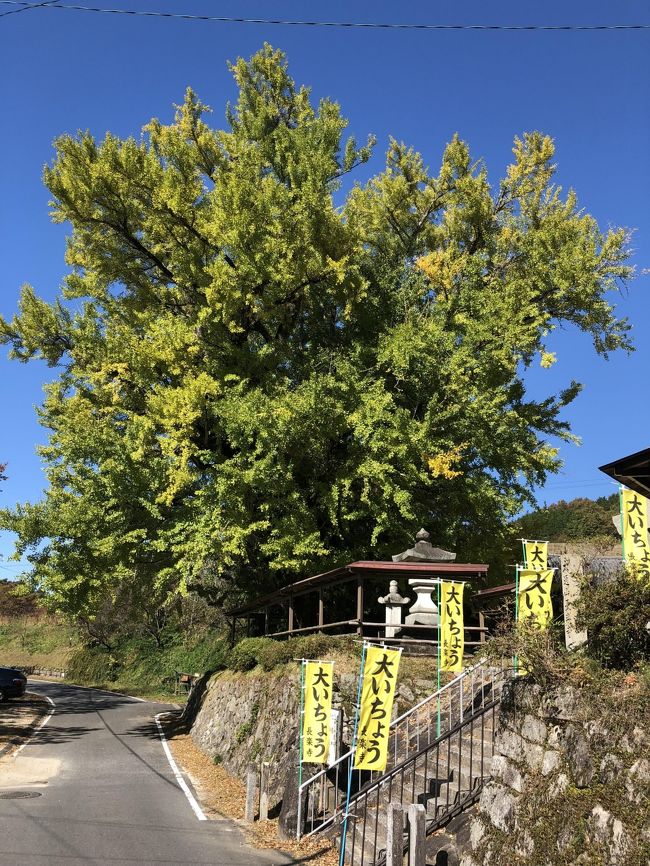 今日も十九上で蕎麦ランチの後に、長楽寺の銀杏と岩村城址を周ってきました。