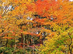 湖東三山-2　釈迦山 百済寺　山懐の紅葉は鮮やかに　☆庭園鑑賞：滞在30分余で折り返し