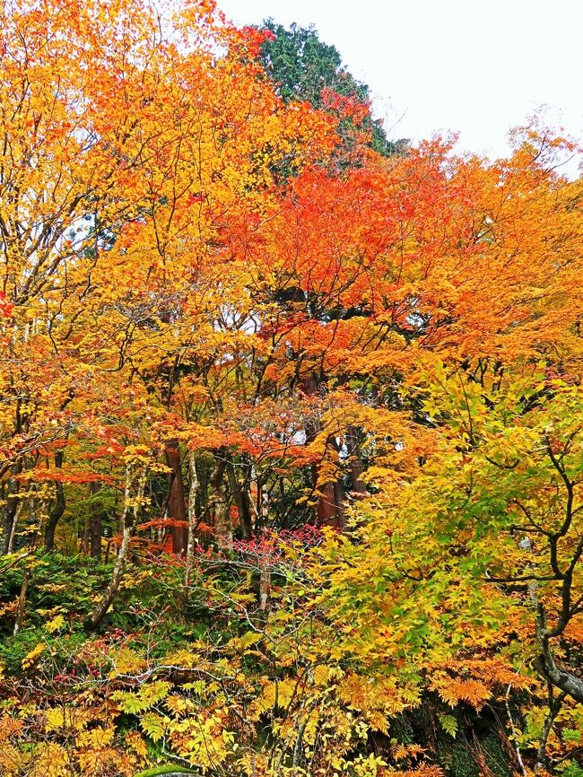 百済寺（ひゃくさいじ）は、滋賀県東近江市にある天台宗の寺院。山号を釈迦山と称する。本尊は十一面観音、開基（創立者）は聖徳太子とされる。金剛輪寺、西明寺とともに「湖東三山」の1つとして知られる。境内は国の史跡に指定されている。<br /><br />琵琶湖の東、鈴鹿山脈の西山腹に位置する。寺伝によれば、推古天皇14年（606年）、聖徳太子の建立という。聖徳太子は当時来朝していた高麗（高句麗）の僧・恵慈とともにこの地に至った時、山中に不思議な光を見た。その光の元を訪ねて行くと、それは霊木の杉であった。太子はその杉を、根が付いた立ち木のまま刻んで十一面観音の像を作り、像を囲むように堂を建てた。これが百済寺の始まりであるといい、百済の龍雲寺にならって寺を建てたので百済寺と号したという。<br />百済寺という寺号から見て、渡来系氏族の氏寺として開創された可能性が高い。平安時代には、比叡山延暦寺の勢力下に入り、天台宗の寺院となっている。信長は、百済寺を焼き討ちした。現在の建物は近世以降の再興である。<br /><br />山門（赤門）を入り参道を進むと途中左側に本坊の喜見院があり、そこから石段を上ったところに仁王門、さらに上ったところに本堂が建つ。喜見院はかつては仁王門下の右方にあったが、昭和15年（1940年）に現在地に移転している。参道両側には石垣を築いた僧坊跡があり、かつては多くの建物が軒をつらねていた。境内は国の史跡に指定されている。<br /><br />本堂は、入母屋造、檜皮（ひわだ）葺き。江戸時代初期、慶安3年（1650年）の再興である。中世以来の密教仏堂の形式を残しつつ細部には近世的特質の現われた建築で、2004年に重要文化財に指定されている。元来の本堂は現在地の裏手にあり、規模も大きかった。また、旧本堂の右方（南）には五重塔が建っていた。<br />（フリー百科事典『ウィキペディア（Wikipedia）』より引用）<br /><br />百済寺　については・・<br />http://www.hyakusaiji.jp/<br /><br />湖東三山（ことうさんざん）は、滋賀県湖東地方の西明寺、金剛輪寺、百済寺の三つの天台宗寺院の総称。琵琶湖の東側、鈴鹿山脈の西山腹に位置し、百済寺の南東に位置する永源寺と共に紅葉の名所として知られている。<br />龍應山 西明寺（さいみょうじ） 薬師如来 三修上人<br />松峯山 金剛輪寺（こんごうりんじ） 聖観音 （伝）行基<br />釈迦山 百済寺（ひゃくさいじ） 十一面観音 （伝）聖徳太子 <br />江戸時代以降復興したが、そのなかで広い寺域を保ち、紅葉の名所として著名な西明寺・金剛輪寺・百済寺だけが湖東三山と称されるようになった。　<br />（フリー百科事典『ウィキペディア（Wikipedia）』より引用）<br /><br />湖東三山　については・・<br />http://www.kotousanzan.jp/