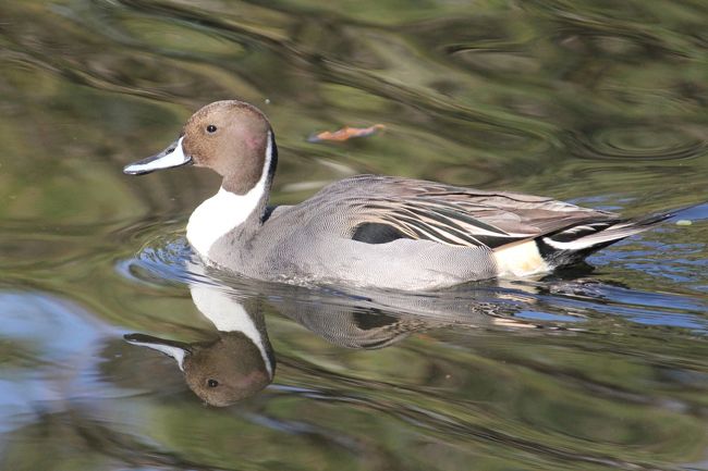 「たまには鳥でも見に行かない？」、友人の誘いで隅田公園を訪れる。ユリカモメやカモ、そしてカワセミ。<br />この隅田公園はカワセミが営巣していて、知られた場所。<br />ただ、マイカメラ、レンズでは限界。鳥を狙うのにはもう少しグレードの高い機材を用意しないと・・・<br />お粗末な写真ですが、鳥たちの様子、少し掲載します。