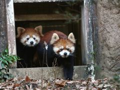 多摩動物公園と昭和記念公園イルミネーションを一日で満喫久しぶりに（２）動物園編（後）寒いと元気なレッサーパンダたちに夢中！～夕食が待ち遠しくてそわそわな動物たち