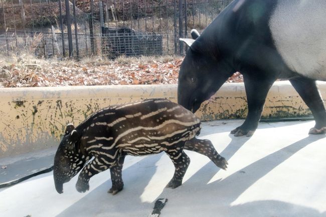 前回夏の訪問以来の多摩動物公園再訪。<br />ユキヒョウの赤ちゃんに会いたくて、でも公開直後の混雑時は避けたかったので、そろそろいい頃合いだと思って再訪視野にいれて情報をチェックしたら、なんとまたマレーバクの赤ちゃんが生まれていました！<br />まだくっきりうり坊模様の赤ちゃんです！<br />うり坊時代の赤ちゃんを見るチャンスは、多摩動物公園のアタルくん、コウくんに続いて３頭目になりますですが、何度だって会いたいし、６ヶ月程度でうり坊模様は消えてしまうので、稀少で貴重なチャンスです！<br />他にも公式サイトのインフォメーションをチェックしてみたら、チーターとキリンにも赤ちゃんが生まれていました！<br />（そのチーターのお母さんのリリーちゃんの訃報はこのときまで知りませんでした。）<br /><br />実は本日は、この時期に多摩動物公園に行くなら、ひさしぶりに昭和記念公園のイルミネーションもはしごしたいと思っていました。<br />でも、こんなに会いたい赤ちゃんがいるなら、イルミネーションにも備えてスロースタート、なぁんて言ってられません！<br />赤ちゃんたちにはそれなりに時間をかけたいし、そうするには多摩動物公園は広すぎです。けっこう急な斜面に展開していて、一番目当てのレッサーパンダが正門から遠い、一番高いところにいます。<br />体力・気力・時間の節約のため、坂の登り降りは極力少なくしたいので、あまり行ったり来たりできません。<br /><br />ともあれ、まずはマレーバクの赤ちゃんです。<br />朝一番に会いに行ければ、起きている可能性は高いです。赤ちゃんなので、展示開始後、ひとしきりはしゃいだり、ごはんを食べたら、すぐに寝てしまうはずです。<br />なのに、ああ、到着が開園時間より一時間遅くなり、マレーバクの赤ちゃんのソラちゃんは、すでに熟睡していました。11時前なら起きているところに間に合うかと思ったのに、そうはいきませんでした。<br />なので、周辺の子達を見学しながら、何度もソラちゃんが目覚めないか、様子を見に行きました。<br /><br />幸いというか、池のある展示場で、マレーバクのコウくんがお母さんと過ごしている姿が見られました。<br />コウくんはすっかり大人サイズでしたが、まだ子供なので、はしゃいだりママに甘えたり、お隣にいたケンお父さんに興味津々だったり、可愛い姿をたくさん見せてくれました。<br />コウくんたちだけでなく、いつもは屋根の下にいてよく見えない屋外展示場のマレーバクたちがよく見えたのです。<br /><br />そうして何度目か、ソラちゃんの様子を見に行ったら、やったーっ、待望のソラちゃんのお目覚めです！<br />そのあとのソラちゃんは、もう、なにをするのもチョー可愛いかったです。寝姿ももちろん可愛いかったですが、耳がぴくぴく動く以外変化がありませんでしたから、それに比べるとやはり雲泥の差。<br />特にソラちゃんは、走る姿が超絶可愛らしかったです。全速力するときは、前足を揃えて地面を蹴っていました。<br />いつもママにくっついて行くところも可愛らしかったです。<br />でも、ちょっと一人で歩いて小さな冒険（？）をすることもありました。そんなときは、お母さんのユメちゃんが、我が子が目の届くところまで移動するのです。<br />ソラちゃんが可愛くて悶絶したのはもちろんですが、そんな母子の姿にも、じーんとしました。<br /><br />マレーバクの親子を眺めていると、あっという間に時間がたちました。<br />いったん目覚めたソラちゃんは30分以上たっても、テンションが高かったです。<br />昼過ぎにママはお部屋に戻りたそうにしていましたが、ソラちゃんは、いったんはママのあとをついていっても、遊び足りなそうに屋外展示場に出てしまったりしました。<br /><br />そんなわけで、ぎりぎりまでソラちゃんたちを見学し、アフリカ圏のチーターとキリンの赤ちゃんはあきらめました。<br /><br />そのあとは、まず、ニューフェイスが加わったけど一頭亡くなってしまったタスマニアデビルは、全く姿を見ることができませんでした。<br />カンガルーの赤ちゃんにも夢中になったので、コアラ館はあきらめました。<br />前回はなかなか写真が撮れなかったシロテテナガザルの子供のハリくん（2015年生まれ）は、ガラスの目の前におやつを運んで食べるという、絶好のシャッターチャンスをくれました。<br /><br />それからズーラシアからやってきたオランウータンのチェリアちゃんが代母となったジュリーさんに甘えている姿も、やんちゃ盛りのリキくんが遊んでいる姿も見られました。<br />チェリアちゃんは多摩動物公園にやってきて約１年たっていますが、私がちゃんと見ることができたのは今回が初めてでした。<br /><br />ところが、ところが、ユキヒョウのフクちゃんには、10分の差で会えませんでした！<br />フクちゃんたちの展示当番は13時半までだったのです。なんてこったい！<br />フクちゃんの展示時間は、正門前広場のインフォメーション・ボードにはちゃんと書かれてあって、その写真を撮っていたのに、写真を撮ったことで安心してしまい、頭に入っていなかつたようなのです。<br />10分の差なら、途中急げば、間に合ったはずなのです。<br /><br />というショックは、後編の旅行記の話。<br />前後編に分けた今回の多摩動物公園の旅行記のうち前編の旅行記は、シロテテナガザルの親子までをまとめました。<br />ユキヒョウのフクちゃんにほんの10分の差で会えなかったのはがっかりでしたが、マレーバクのソラちゃんが目を覚ましているときにじっくり会えた喜びは、やはり大きいです。<br /><br />＜ほぼ丸一日の多摩動物公園と通算５回目の昭和記念公園のイルミネーションのはしごで正味約７時間の撮影散策を頑張った１日の旅行記のシリーズ構成＞<br />■（１）動物園編（前）マレーバクのうり坊模様の赤ちゃんのソラちゃんに夢中！～冬晴れの中の楽しくて癒しの動物たち<br />□（２）動物園編（後）寒いと元気なレッサーパンダたちに夢中！～夕食が待ち遠しくてそわそわな動物たち<br />□（３）３年ぶりの昭和記念公園のイルミネーションでは、いつものシャンパングラスツリーに迎えられ、『公園の四季』をテーマにした光の宇宙を遊泳する<br /><br />多摩動物公園の公式サイト<br />http://www.tokyo-zoo.net/zoo/tama/<br /><br />＜タイムメモ＞<br />08:30頃　家を出る<br />09:30　拝島駅に到着<br />09:37　拝島駅発のJR青梅線・東京行きに乗車<br />09:49　立川駅に到着<br />09:58　立川北駅発の多摩モノレールに乗車<br />（立川南の方が多摩動物園寄りだが）<br />10:14　多摩動物公園駅に到着<br />10:20　多摩動物公園に入園<br />10:25-10:55　マレーバク／時々ヤギ<br />10:55-11:00　ニホンアナグマ・コツメカワウソ<br />11:00-11:10　ウォークインバードケージ<br />11:15-12:15　マレーバク<br />（ケンくん大興奮／11:20～ソラちゃん目覚める）<br />12:15-12:20　コンゴウインコ<br />12:20-12:25　ツキノワグマのソウくん<br />（アフリカ圏は割愛）<br />12:30-12:35　インドガン・インドサイ<br />12:40-12:55　ランチ休憩<br />12:55-13:10　アカカンガルー（赤ちゃん）<br />（コアラ館は割愛）<br />13:15-13:20　アジアゾウ<br />13:20頃　タスマニアデビルは見当たらず<br />13:20-13:25　アムールトラ<br />13:25-13:30　シロテテナガザル<br />13:30-13:40　オランウータン<br />（リキ・ジュリー・チェリア・バレンタイン）<br />13:40-13:45　ユキヒョウ展示場に到着<br />（ミミ・フクちゃんの展示は13:30に終了）<br />13:45-15:35　レッサーパンダ<br />（14:00頃から展示交代＆リンゴタイム）<br />15:35-15:45　ゴールデンターキン<br />15:45-15:50　ほっとレモン休憩<br />15:50-16:00　シンリンオオカミ<br />16:00-16:05　モウコノウマ（蒙古野馬）<br />（子馬のメロスが目当て）<br />16:10-16:15　シャモア・ゴールデンターキン<br />16:15-16:20　レッサーパンダ<br />16:30-16:35　食事タイムのアムールトラ<br />16:35-16:40　シマオイワワラビー<br />17:00頃　多摩動物公園を出る<br />17:30頃　立川北駅に戻る<br />17:35-18:40　立川北駅のそばのサイゼリアで夕食<br />19:10　徒歩で昭和記念公園あけぼの口に到着<br />19:15　立川口から昭和記念公園に入園<br />19:15-20:45　昭和記念公園イルミネーション<br />20:45　昭和記念公園を出る<br />（イルミネーション期間の閉園時間は21:00）<br />20:50　最終のシャトルバスで立川駅へ<br />21:00頃　立川駅北口バスターミナルに到着<br />22:30頃　自宅最寄り駅に到着<br />（拝島駅で30分の接続待ちあり）<br />22:40頃　帰宅<br /><br />※これまでの動物旅行記の目次を作成済。随時更新中。<br />「動物／動物園と水族館の旅行記～レッサーパンダ大好き～　目次」<br />http://4travel.jp/travelogue/10744070<br /><br />※そのうち、これまでの多摩動物公園と多摩モノレール等の旅行記旅行記のURL集は、次の多摩動物公園・後編の旅行記の末尾にまとめました。<br />