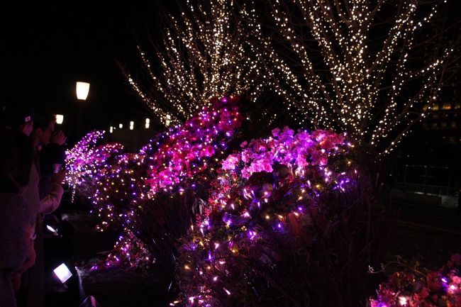 東京ミチテラス　フラワーガーデンFlower Garden　2017.12.28<br /><br />年末のイルミネーションは毎年どこかへ見に行くことにしているが、今年は12月に入ってから弔事があり、ぎりぎりまでどうするか決めていなかった。諸事が一段落したため、ネットで調べて、天気がよかったこの日の午後に丸の内周辺のイベント「東京ミチテラス2017」に行くことにした。<br />イベントの公式ホームページを見てもどのようなイルミネーションなのか良く分からず、とりあえず行ってみることにした。<br />東京のこの日の日没が16時35分のため、それに間に合うように東京駅に着いた。<br />先日整備事業が完了してきれいになった東京駅丸の内駅舎前広場はすでに陽が翳っており、周辺の高層ビルの先端にわずかな残照が見られるだけだった。<br />広場では「東京ミチテラス」をPRする青のパーカーを纏ったスタッフが点灯時間を告げていたが、その時刻までには30分以上あったので和田倉噴水公園を見に行った。前回は噴水が見られたがこの日は休止中であった。<br />静まり返った皇居前広場の和田倉門前のトイレを利用し、広場から丸の内・日比谷・大手町一帯の高層ビルの夕景色を眺めたが、日没直後の薄闇の空とビルの窓の明かりが融合したとっても美しい景色に、しばし足を止めて見入ってしまった。<br />ビルの上には上弦の半月が輝いていた。<br /><br />東京駅中央口から皇居へ向かってまっすぐ伸びる行幸通りの中央分離帯がミチテラスの会場であるが、入場規制がかかり、新丸ビル裏（西）通りに整列して人数を区切って入場する。<br />ミチテラスのタイトルは～花と光の饗宴～Flower Garden<br />寄せ植えされた花やサルトリイバラの実などにLEDストリングライトを絡めたイルミネーション、帯状のネットにLEDライトを散りばめたイルミネーション、白いキューブ（立方体）の内側からLEDライトで照らし色を変化させるものなど工夫を凝らした作品が寒さを忘れさせてくれた。<br /><br />ミチテラスの次は丸の内仲通りのケヤキ並木の電球色で温かみのあるイルミネーション。<br />例年通りではあるが、青やピンク、白などの派手なイルミネーションよりも心温まる感じがして私は好きだ。<br />夕食は東京駅地下街の黒塀横丁の天ぷら屋で食べた。<br /><br />撮影<br />CANON EOS40D EF-S18-135<br />PowerShot SX610HS 4.5-81mm  1:3.8-6.9<br />参考資料「東京ミチテラス　2017」配布チラシleaflet<br /><br />アーカイブ(yamada423作品）<br />小さな旅　東京ミチテラス2013　Tokyo Light-colored Wheel on the Railway<br />https://4travel.jp/travelogue/10842952<br />2013 丸の内・八重洲のイルミネーション、虎ノ門の今Town walk of Mid-Tokyo in the year-end<br />https://4travel.jp/travelogue/10841691<br />小さな旅 東京ミチテラス2014　The Memorial Lighting up of Tokyo Station 100years<br />https://4travel.jp/travelogue/10964654<br /><br /><br /><br />