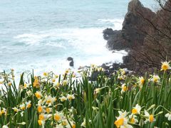 可愛い妖精のような越前海岸水仙と怒涛の海鳴り♪